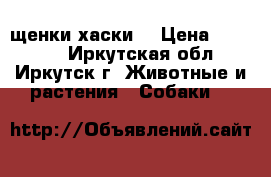 щенки хаски  › Цена ­ 10 000 - Иркутская обл., Иркутск г. Животные и растения » Собаки   